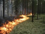 Лесные пожары на территории района