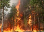 Площадь природных пожаров в Красноярском крае превысила 12 тысяч гектаров