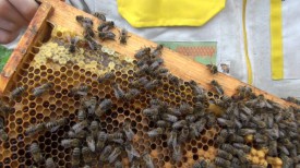Рабочая встреча пчеловодов района