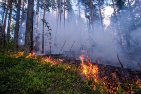 О введении на территории Сухобузимского района с 08.05.2022 года режима функционирования «чрезвычайная ситуация» в лесах
