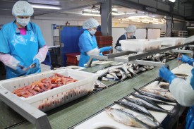 Сосновоборский рыбоперерабатывающий завод продолжает внедрять инструменты бережливого производства
